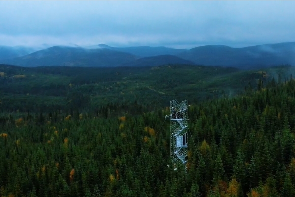 Forêt